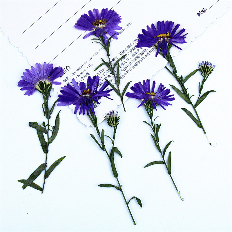 Colorful Natural Dried Flower Mix for Epoxy Resin Art and Handmade Products