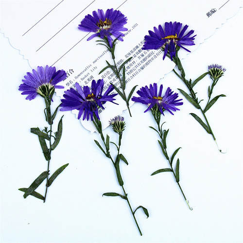 Colorful Natural Dried Flower Mix for Epoxy Resin Art and Handmade Products