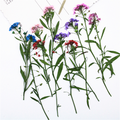 Wholesale Colorful Dried Flower Mix for Resin Art and Handmade Crafts