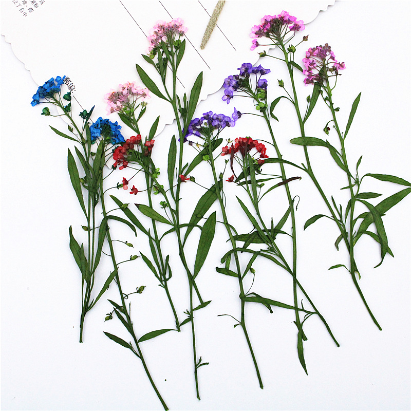 Wholesale Colorful Dried Flower Mix for Resin Art and Handmade Crafts