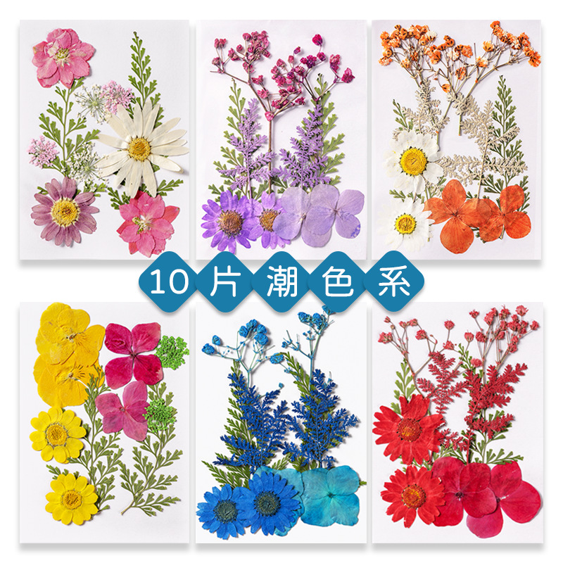 Premium Pressed Botanical Flowers for Resin Jewelry and Handmade Crafts F049