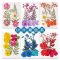 Premium Pressed Botanical Flowers for Resin Jewelry and Handmade Crafts F049
