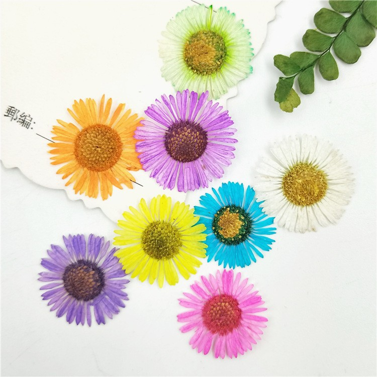OEM Natural Dried Flowers Collection for Resin Art and Craft Wholesale