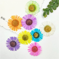 OEM Natural Dried Flowers Collection for Resin Art and Craft Wholesale