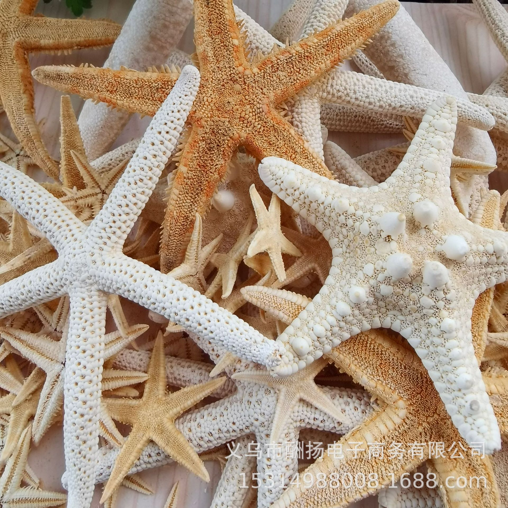 Real Seashell Pieces for Resin Jewelry Making and Handmade Crafts | OEM Supplier