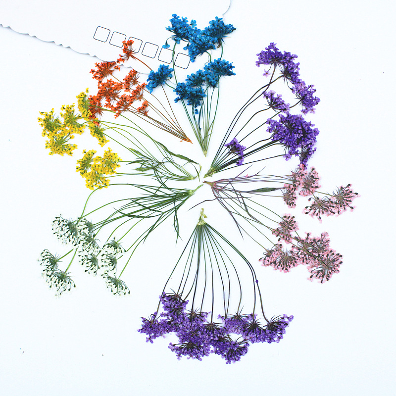 Premium Pressed Flowers for Resin Jewelry, Phone Cases and Decorative Crafts