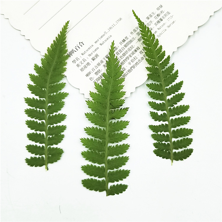 Pressed Botanical Flowers for Resin Casting, Jewelry Making and Crafts