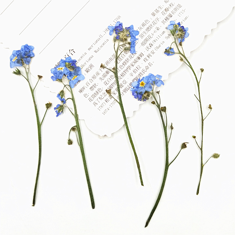 DIY Resin Craft Dried Flowers Set with Custom Colors and Packaging