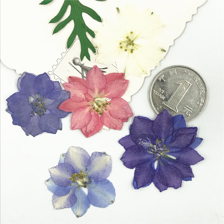 Wholesale Mini Dried Flowers for Resin Jewelry Making and Craft Accessories