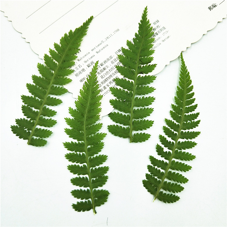 Pressed Botanical Flowers for Resin Casting, Jewelry Making and Crafts