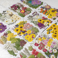 Natural Flower Petals and Pressed Flowers for Resin Casting Projects F051