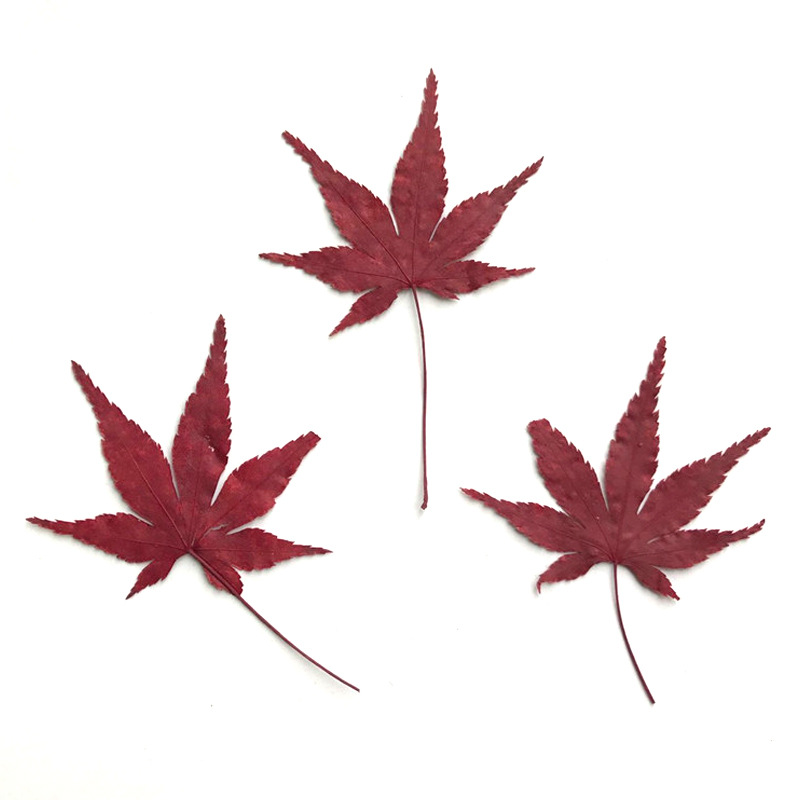 Wholesale Pressed Flowers for Resin Jewelry, Keychains and Handmade Crafts