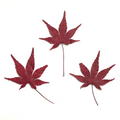 Wholesale Pressed Flowers for Resin Jewelry, Keychains and Handmade Crafts