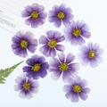 Premium Pressed Dried Flowers for Resin Coasters, Jewelry and Handmade Crafts