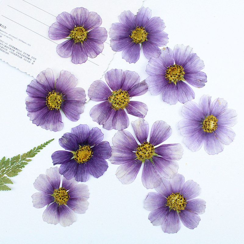 Premium Pressed Dried Flowers for Resin Coasters, Jewelry and Handmade Crafts
