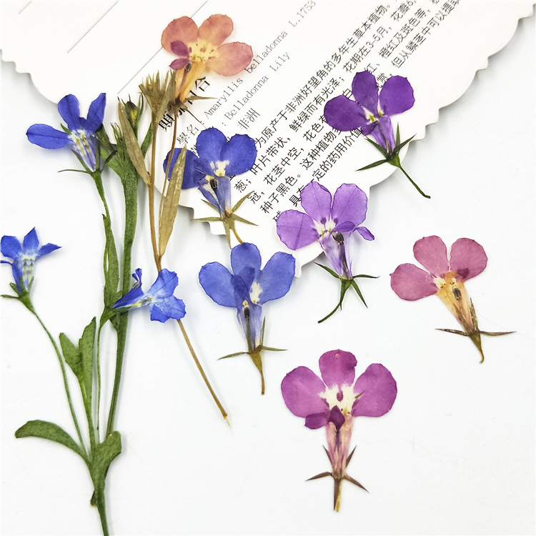 Bulk Dried Flower Supply for DIY Kit Brands and Resin Craft Businesses