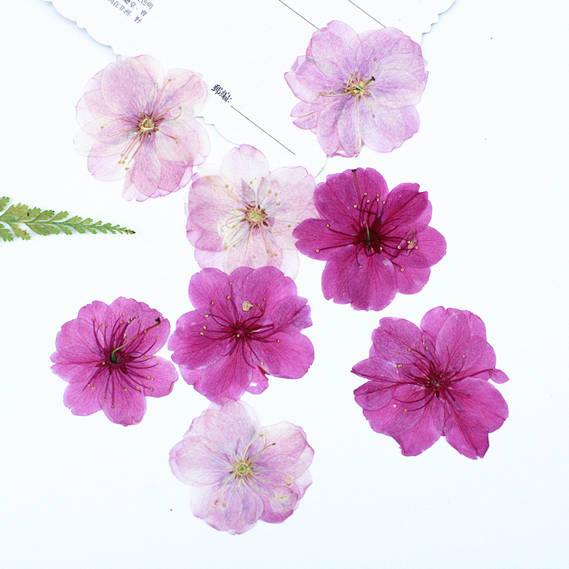 Wholesale Colorful Dried Flower Set for Resin Art Projects and DIY Craft Supplies