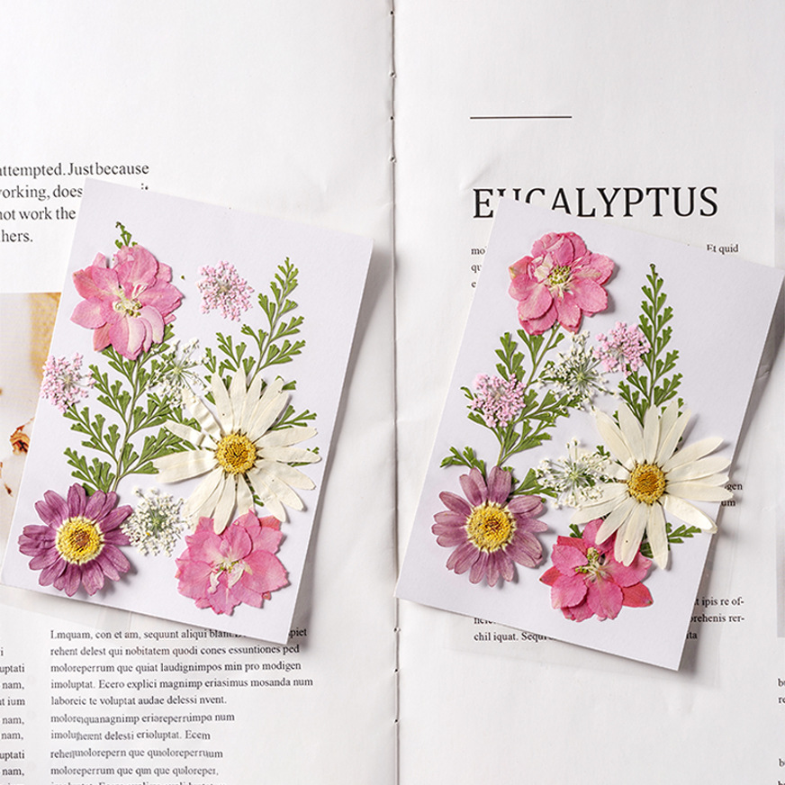 Premium Pressed Botanical Flowers for Resin Jewelry and Handmade Crafts F049