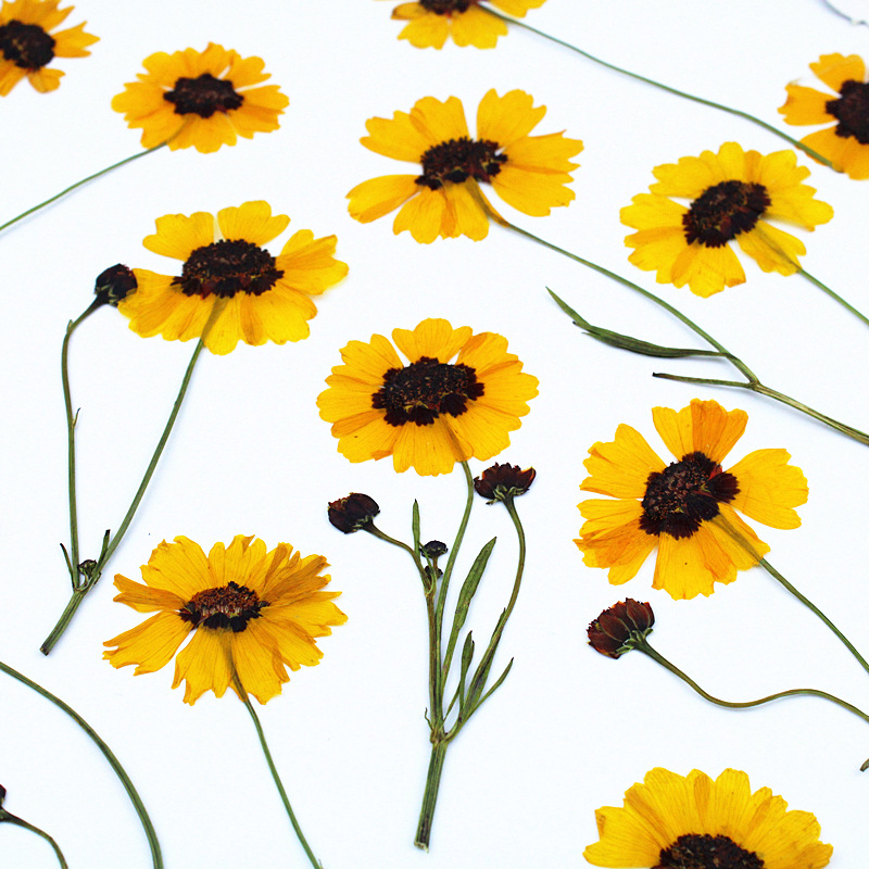 Natural Pressed Dried Flowers for Epoxy Resin Crafts and Handmade Jewelry