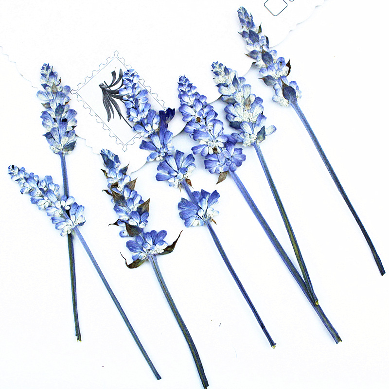 Natural Flower Petals for Epoxy Resin Art, Coasters and Jewelry Projects