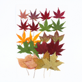 Wholesale Dried Flowers for Resin Art, Jewelry Making and DIY Crafts | OEM Supplier