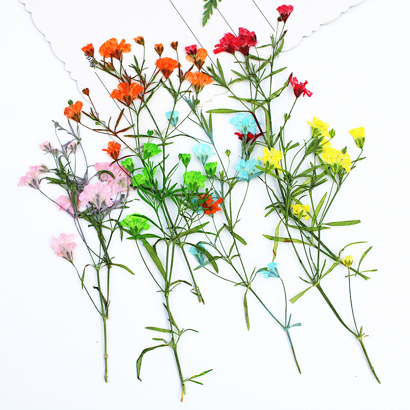 Wholesale Mini Dried Flowers for Resin Filling and DIY Craft Projects