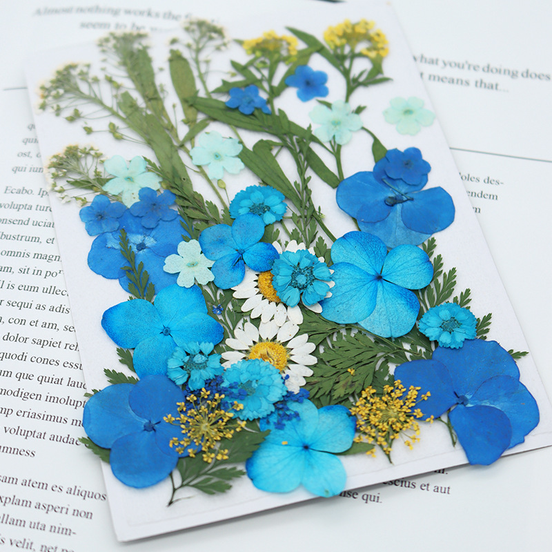 Natural Dried Flowers Collection for Resin Art Decoration Wholesale Supply F047
