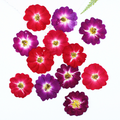 Wholesale Mini Dried Flowers for Resin Filling and DIY Craft Projects