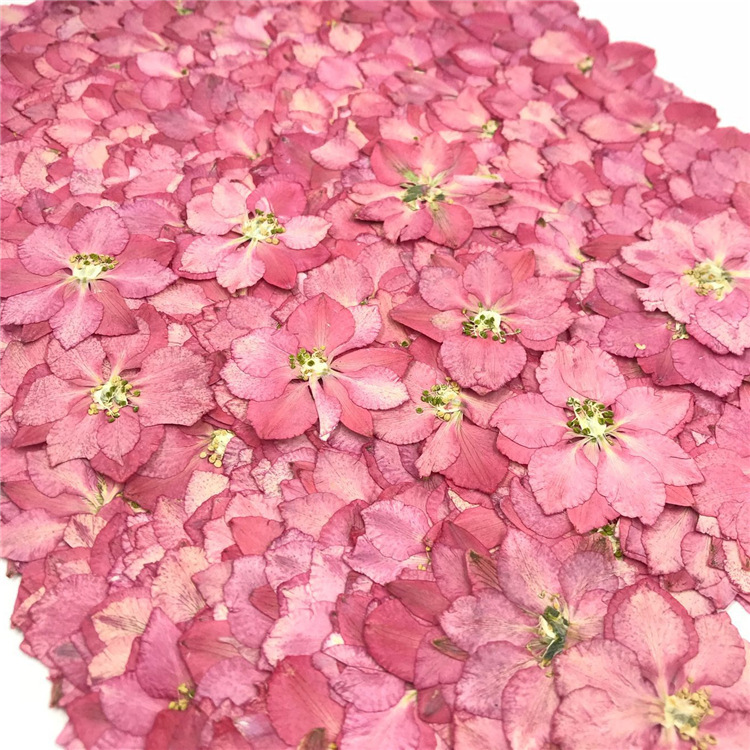 Wholesale Mini Dried Flowers for Resin Jewelry Making and Craft Accessories