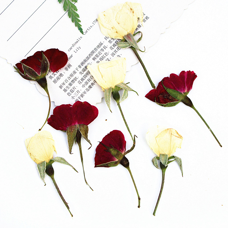 OEM Dried Flower Supplies for Resin Craft Brands and DIY Kit Manufacturers