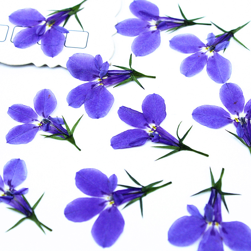 Bulk Dried Flower Supply for DIY Kit Brands and Resin Craft Businesses