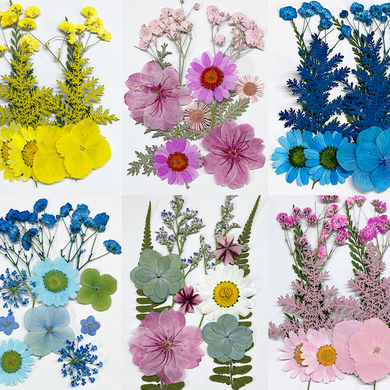 Natural Pressed Botanical Flowers for Resin Artists and Craft Businesses F043