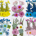 Natural Pressed Botanical Flowers for Resin Artists and Craft Businesses F043