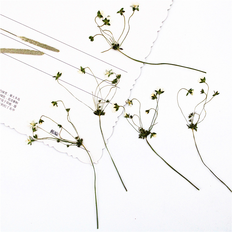OEM Dried Flower Supplies for Resin Craft Brands and DIY Kit Manufacturers