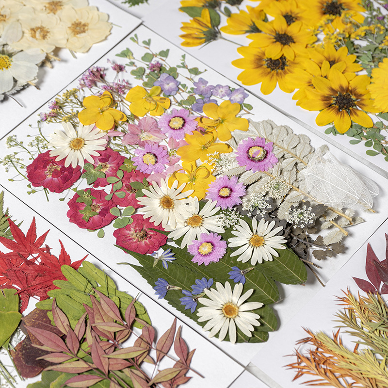 Natural Flower Petals and Pressed Flowers for Resin Casting Projects F051