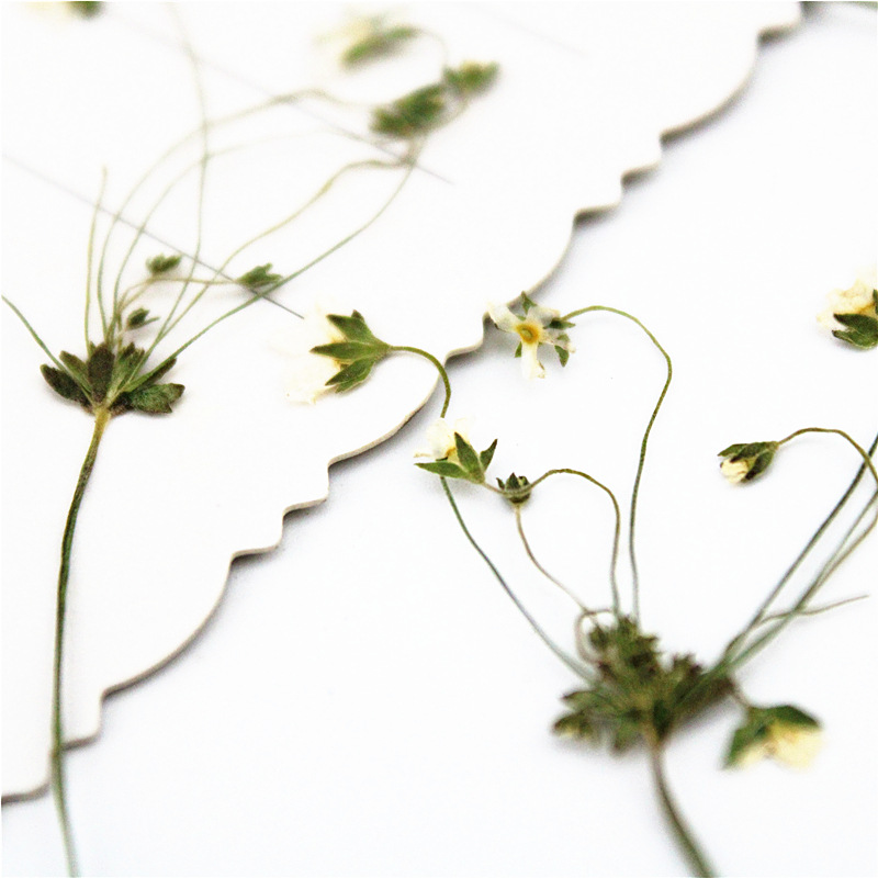 OEM Dried Flower Supplies for Resin Craft Brands and DIY Kit Manufacturers