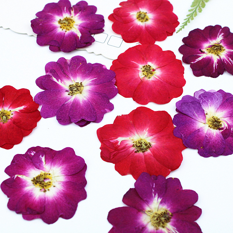 Wholesale Mini Dried Flowers for Resin Filling and DIY Craft Projects