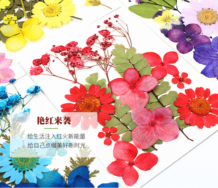 Wholesale Botanical Dried Flowers for Resin Art Decoration and Handmade Gifts