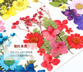 Wholesale Botanical Dried Flowers for Resin Art Decoration and Handmade Gifts