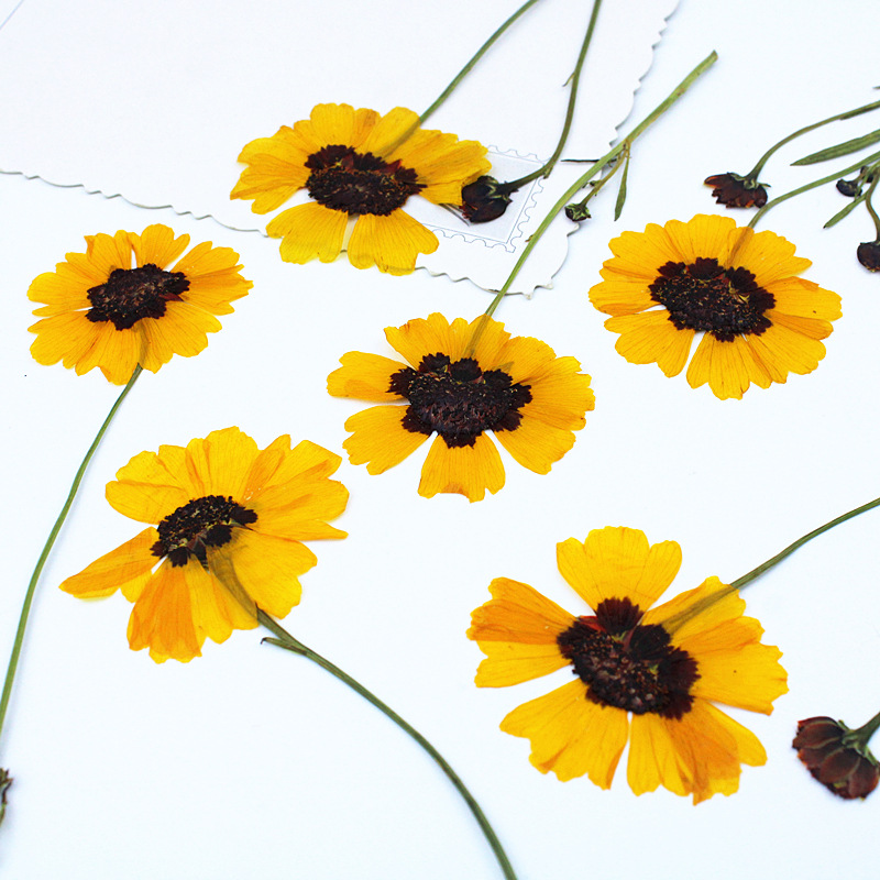 Natural Pressed Dried Flowers for Epoxy Resin Crafts and Handmade Jewelry