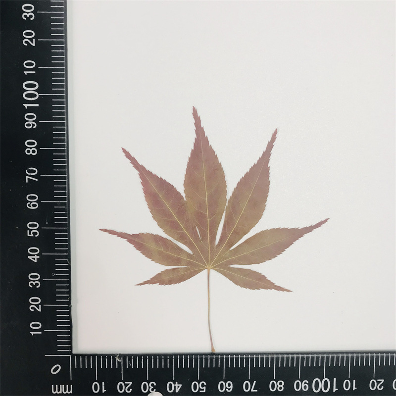 Custom Packaging Dried Flowers for Resin Art Kits and DIY Craft Brands