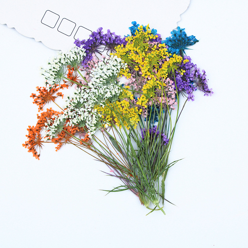 Premium Pressed Flowers for Resin Jewelry, Phone Cases and Decorative Crafts