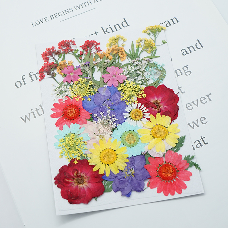 Natural Dried Flowers Collection for Resin Art Decoration Wholesale Supply F047