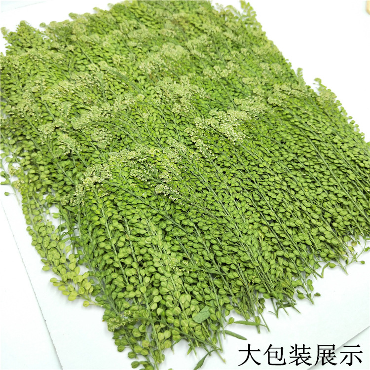 Natural Floral Embellishments for Resin Crafts, Scrapbooking and DIY Projects