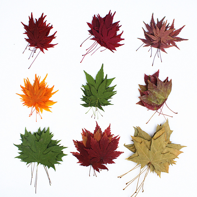Wholesale Dried Flowers for Resin Art, Jewelry Making and DIY Crafts | OEM Supplier