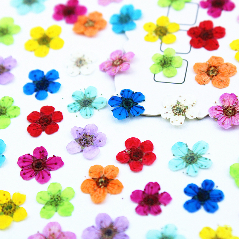 Custom Color Dried Flowers for Epoxy Resin Art and Craft Decoration
