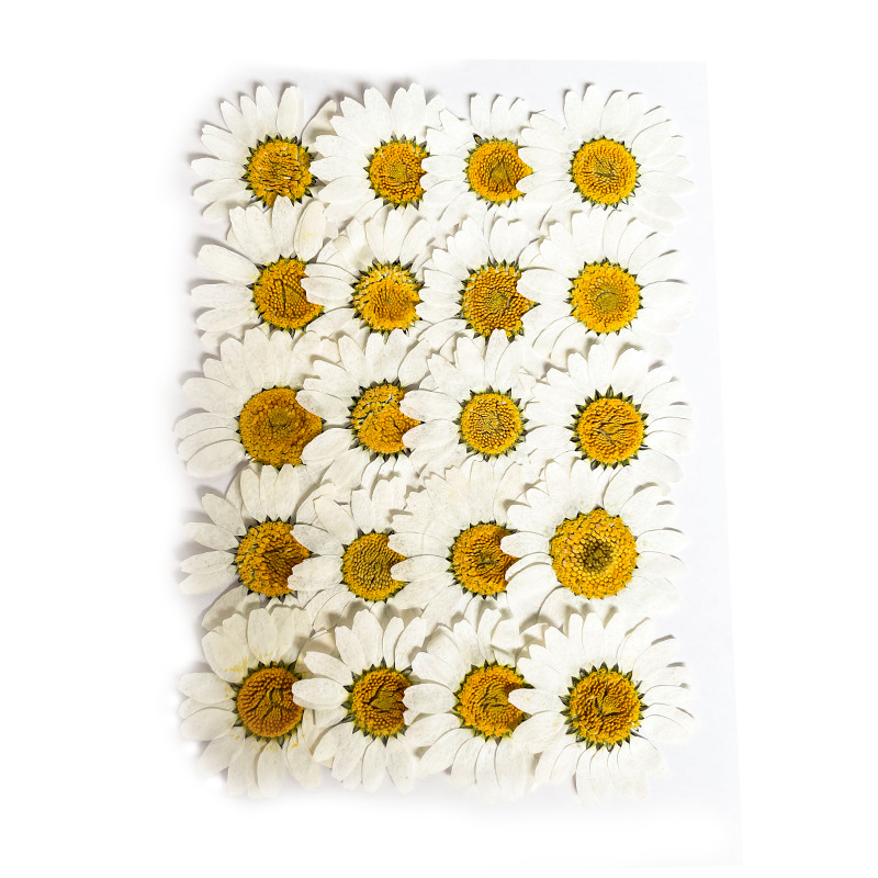 Bulk Pressed Flowers for Resin Crafts, Handmade Jewelry and DIY Projects F046