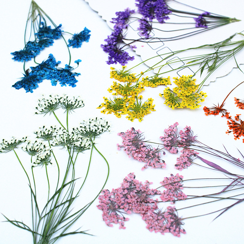 Premium Pressed Flowers for Resin Jewelry, Phone Cases and Decorative Crafts