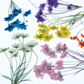 Premium Pressed Flowers for Resin Jewelry, Phone Cases and Decorative Crafts