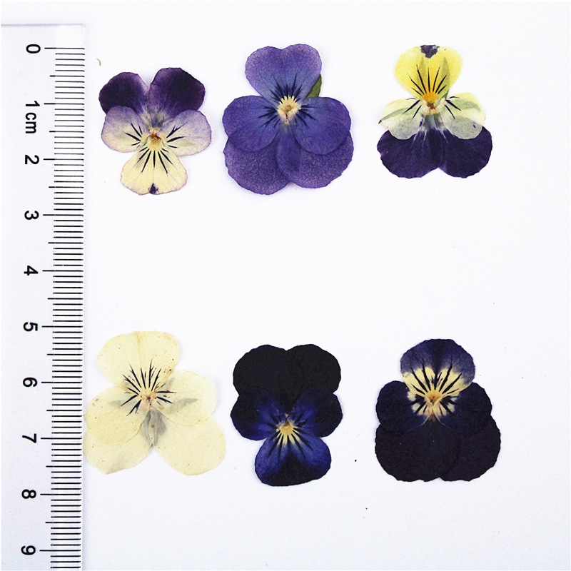 Factory Wholesale Dried Flower Materials for Resin Artists and Craft Stores